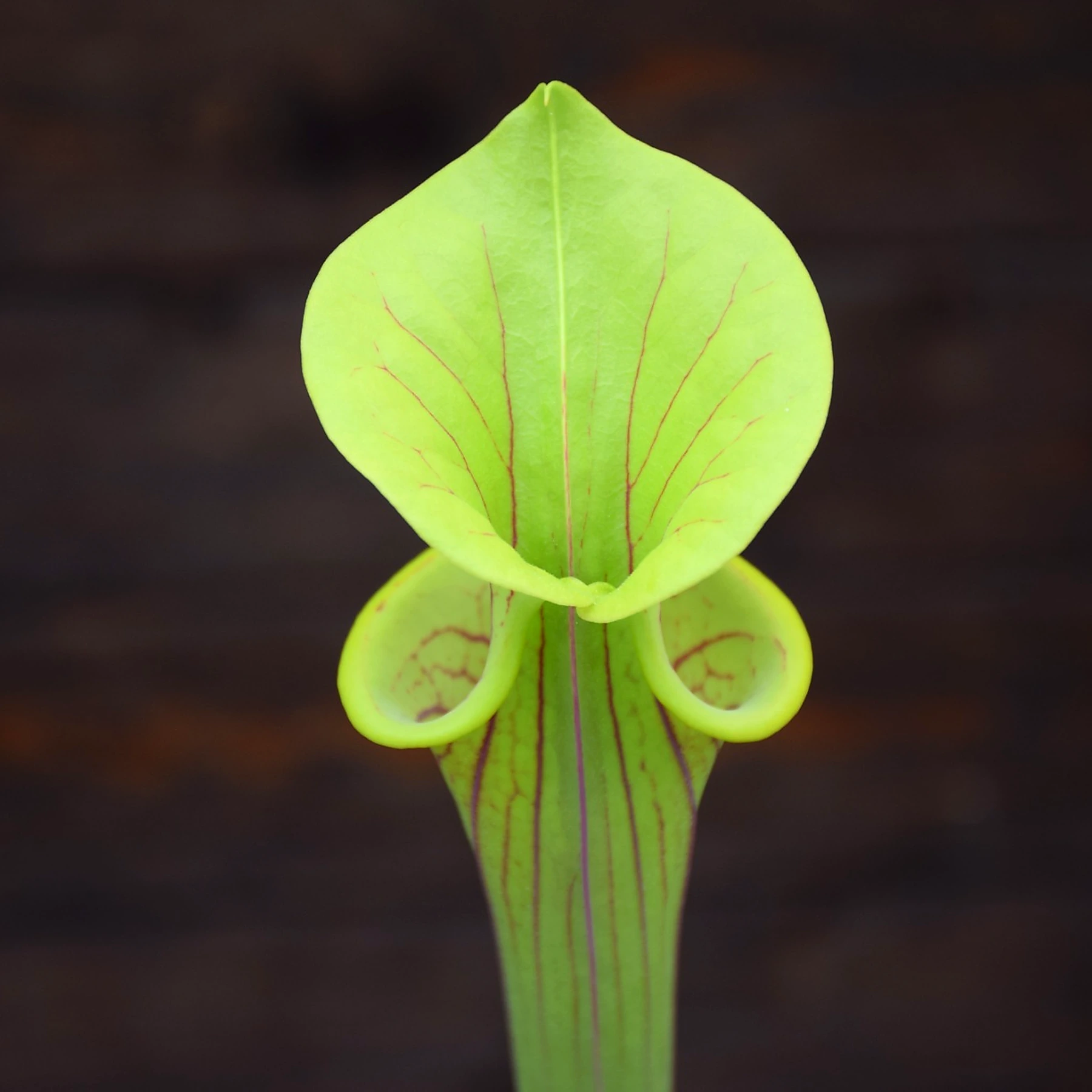 Sarracenia flava var. ornata F176D MK