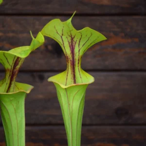 Sarracenia flava var. ornata F220 MK