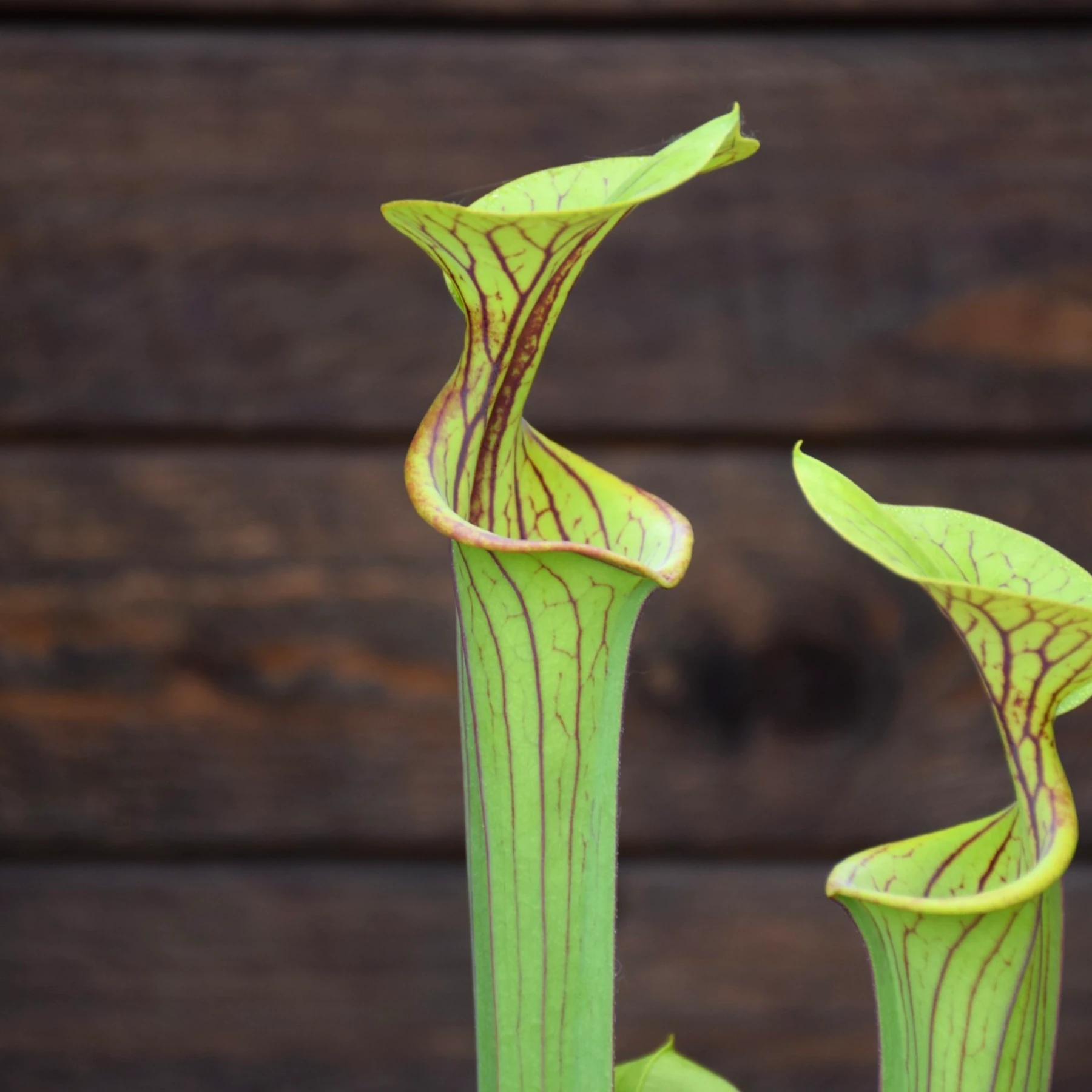 Sarracenia flava var. ornata F77-1 M. Srba