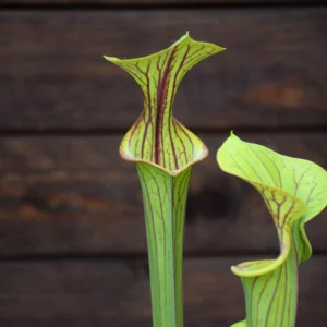 Sarracenia flava var. ornata F77-1 M. Srba