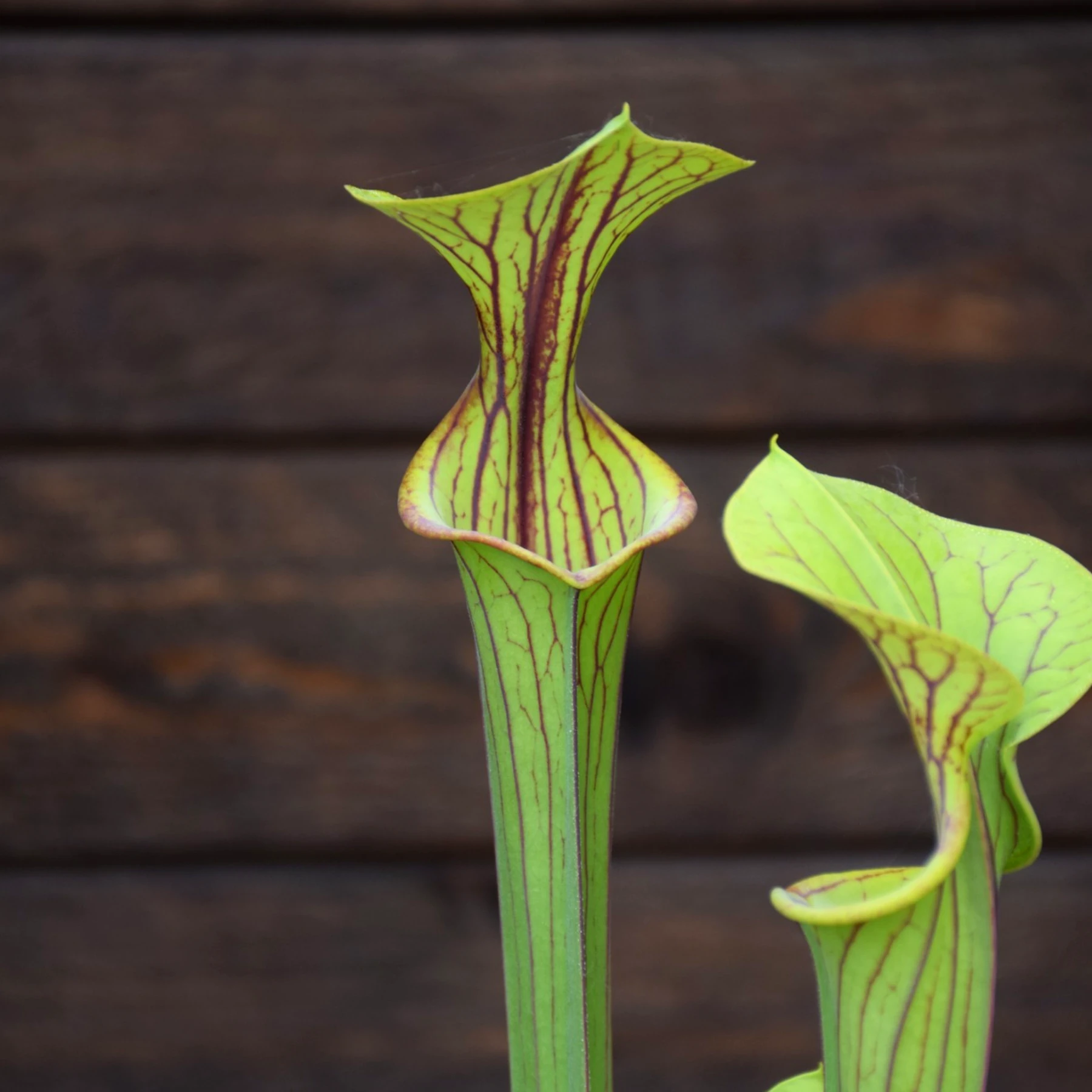 Sarracenia flava var. ornata F77-1 M. Srba
