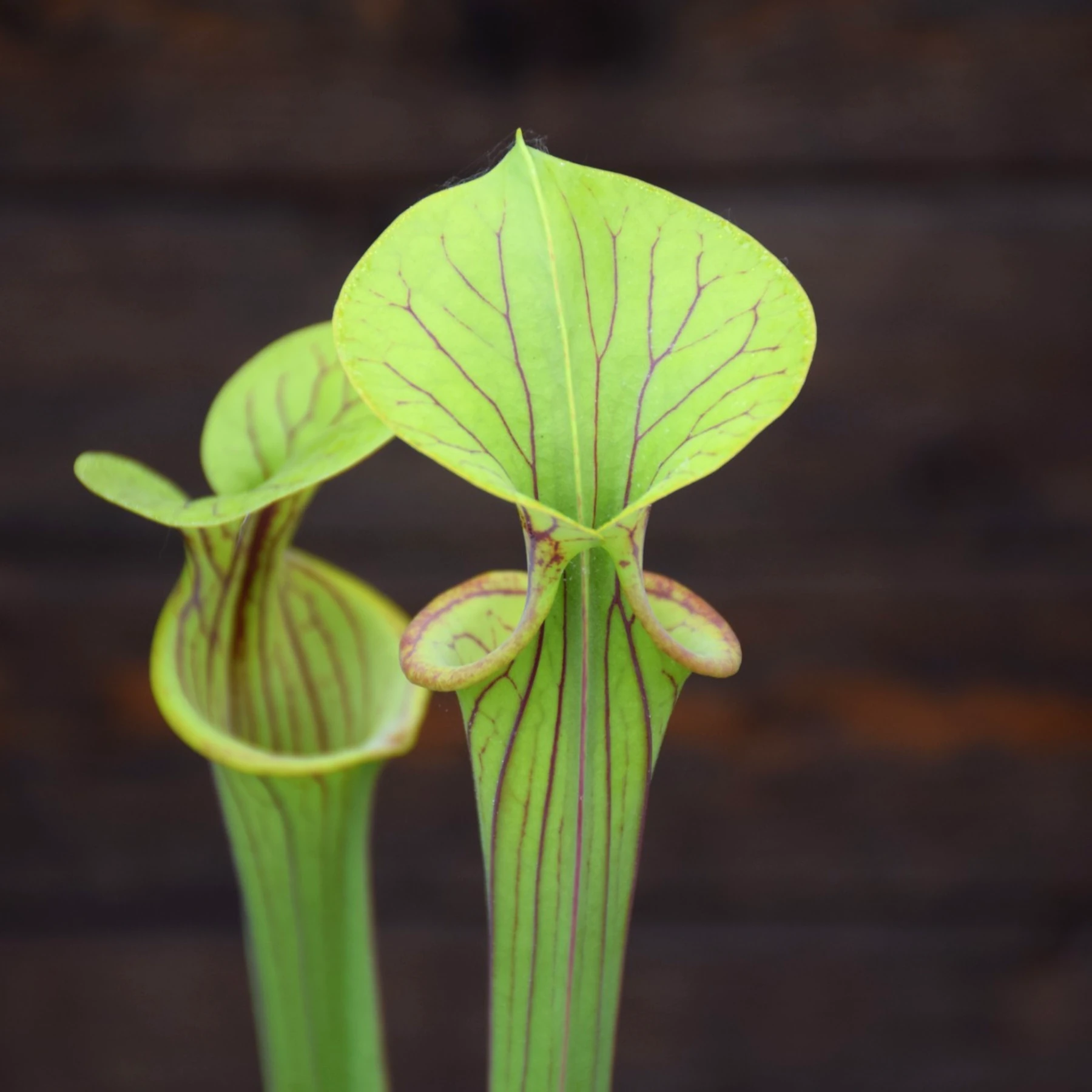 Sarracenia flava var. ornata F77-1 M. Srba