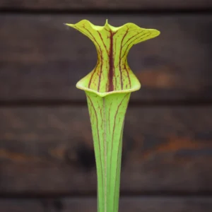 Sarracenia flava var. ornata F86 MK