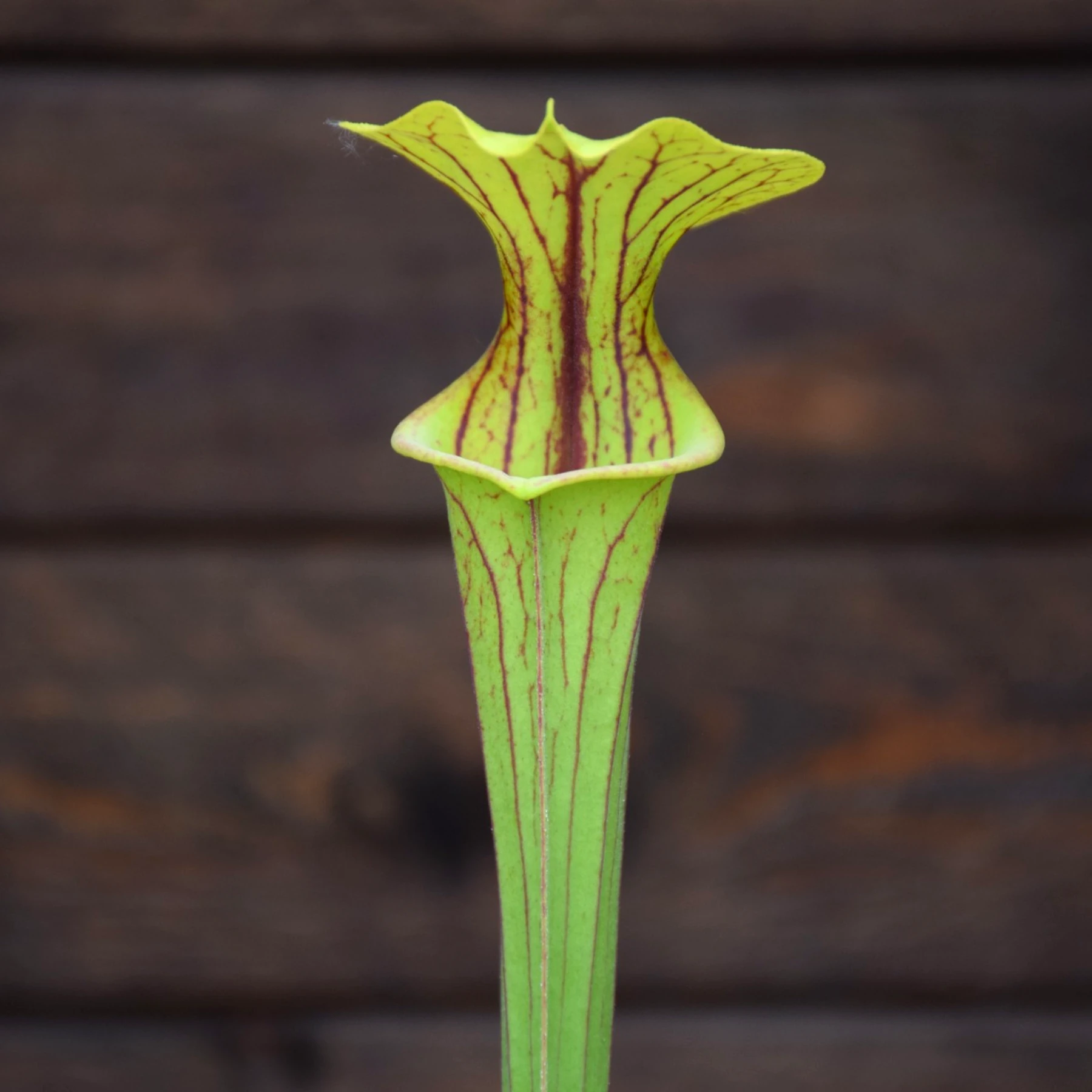 Sarracenia flava var. ornata F86 MK