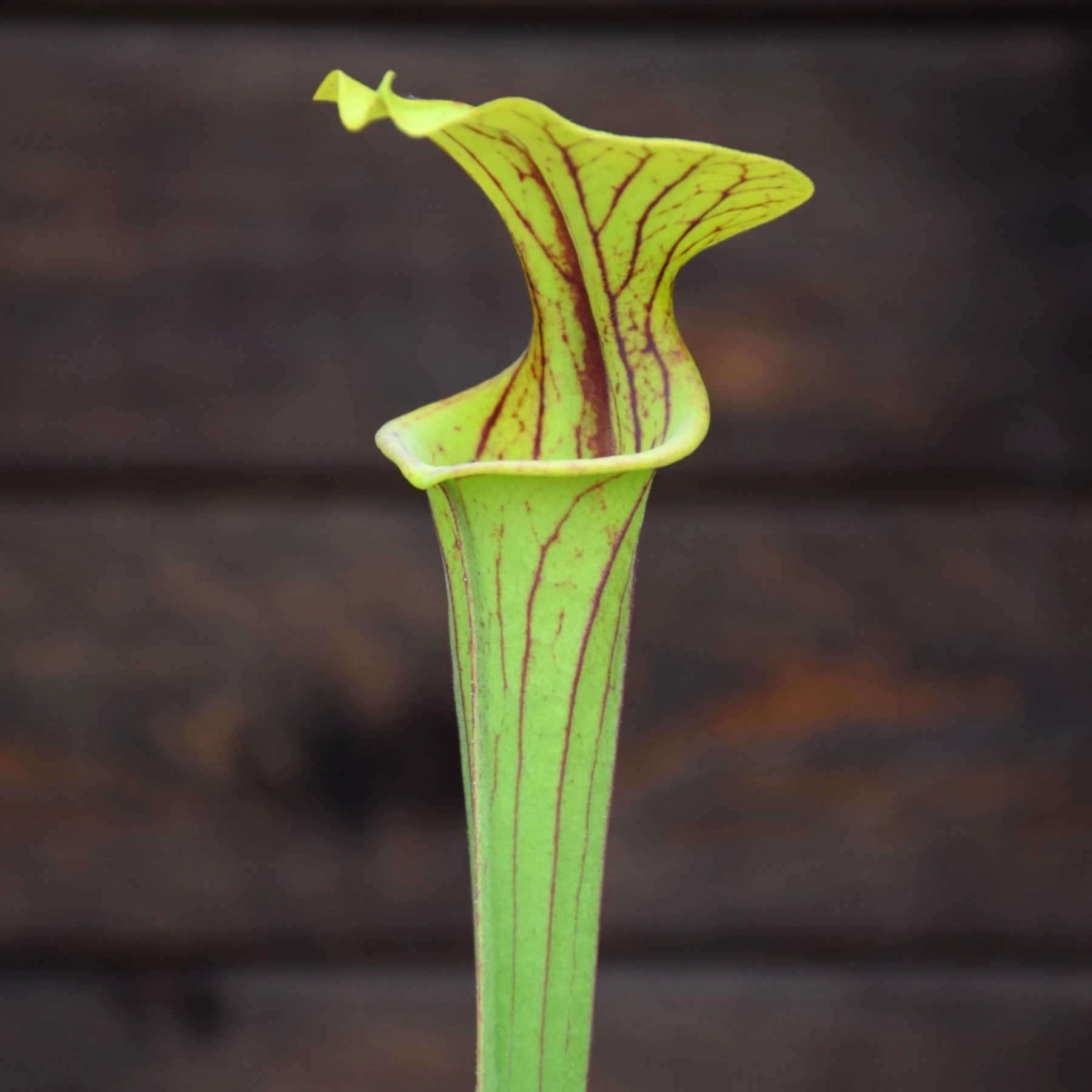 Sarracenia flava var. ornata F86 MK