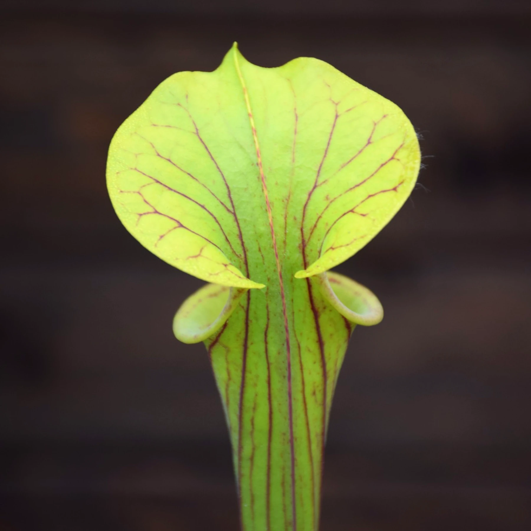 Sarracenia flava var. ornata F86 MK