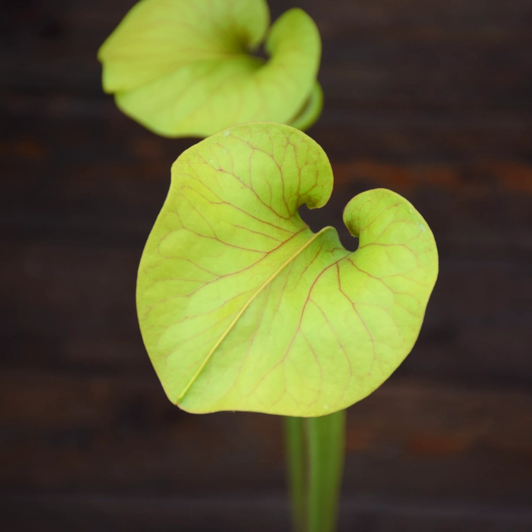 Sarracenia oreophila Giant