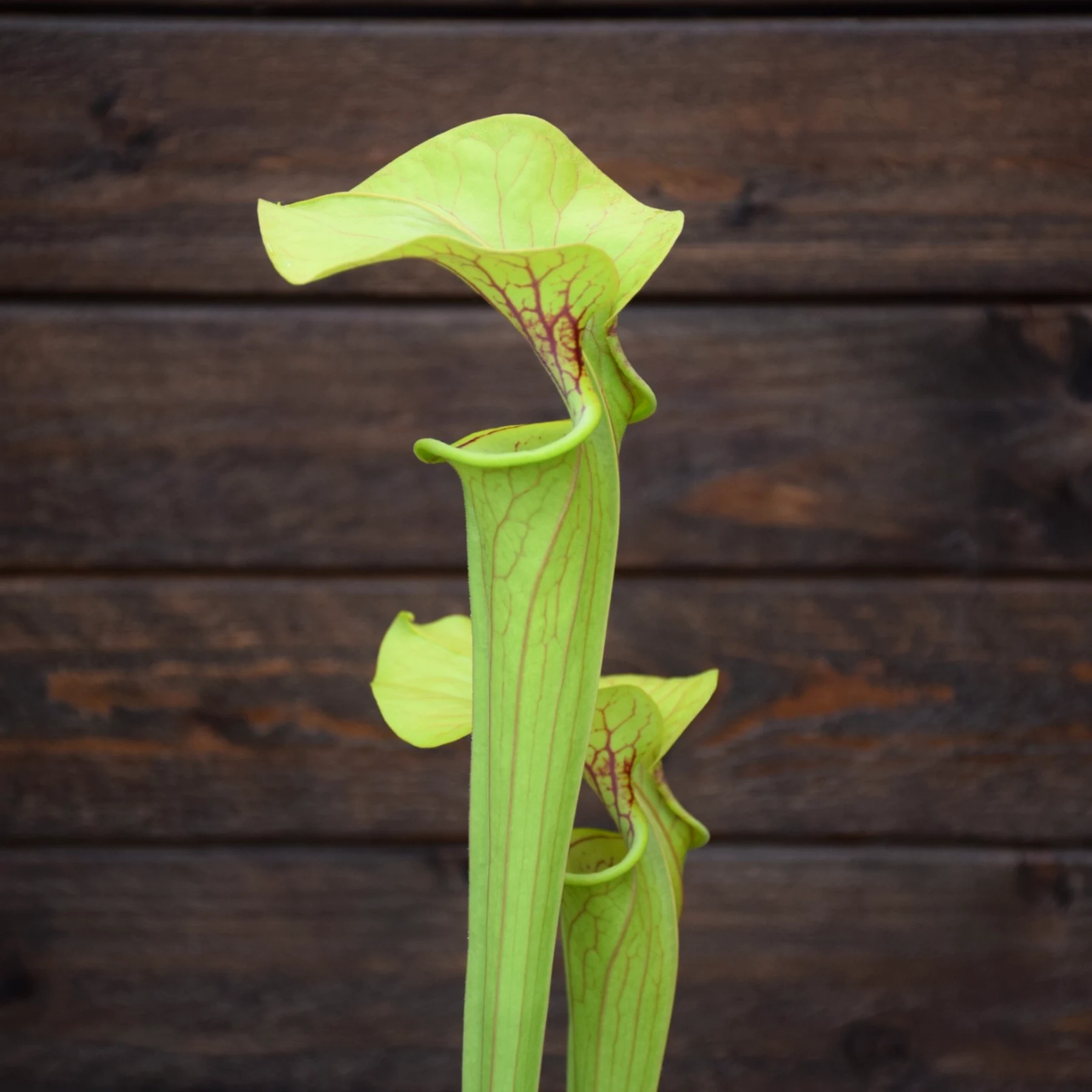 Sarracenia oreophila Giant