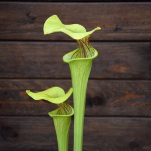 Sarracenia oreophila Giant