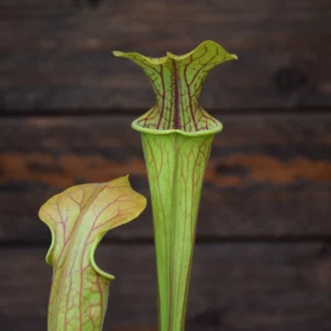 Sarracenia oreophila - Giant form - SO 04 C.A