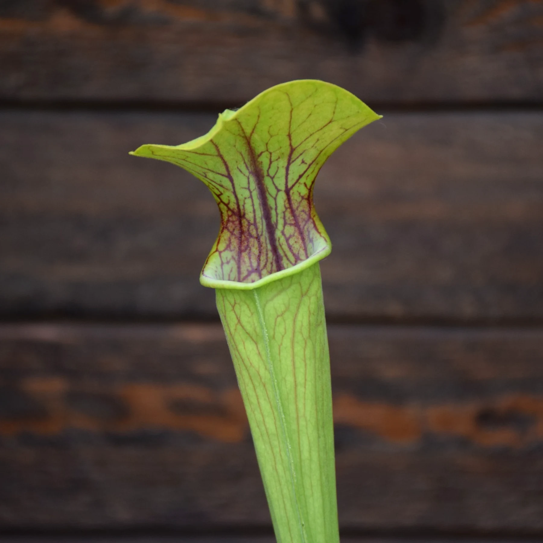 Sarracenia oreophila Purple throat form - O12 MK