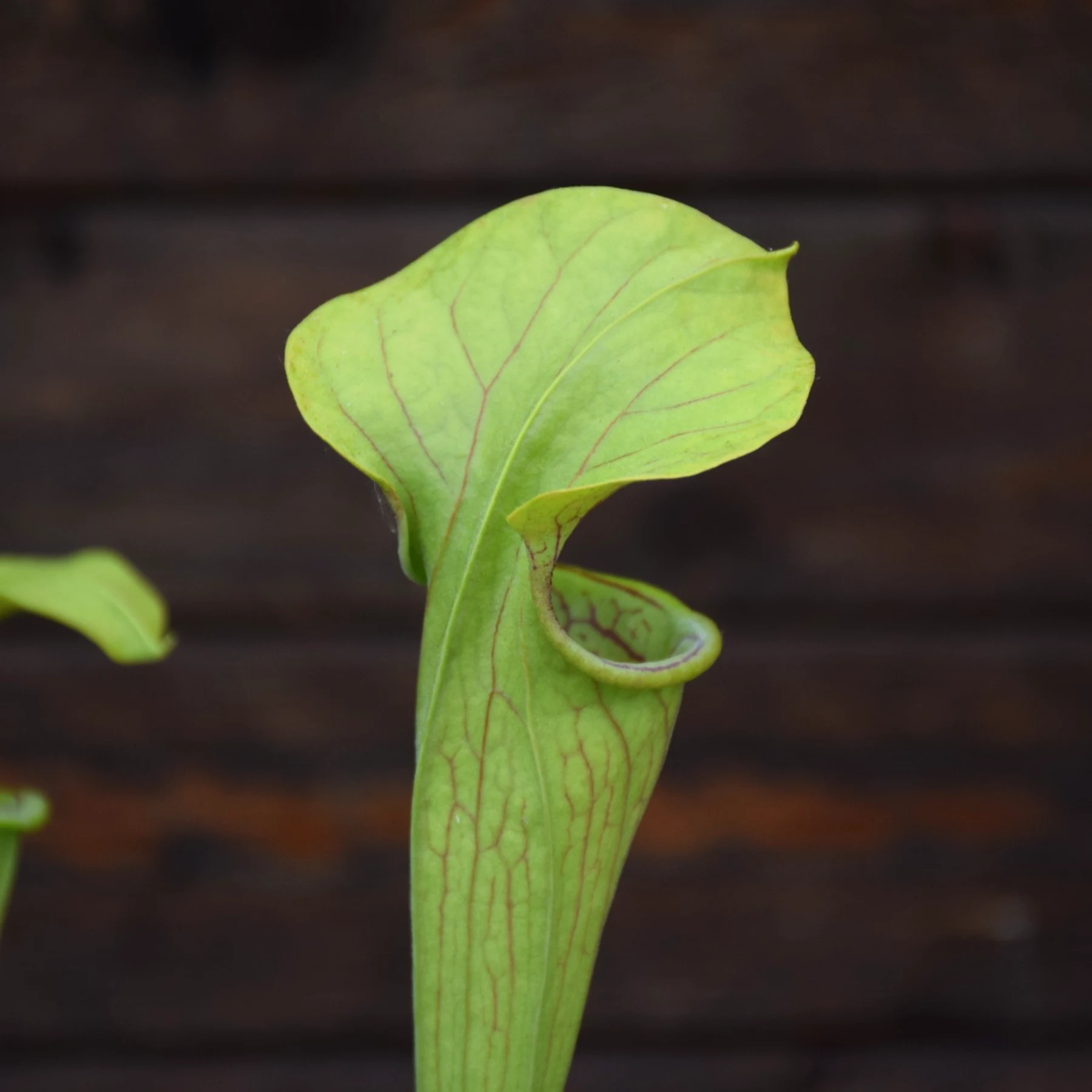 Sarracenia oreophila Purple throat form - O12 MK
