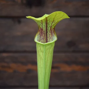Sarracenia oreophila Purple throat form - O12 MK