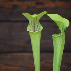 Sarracenia oreophila "Pink lip" - SOR 5 CK