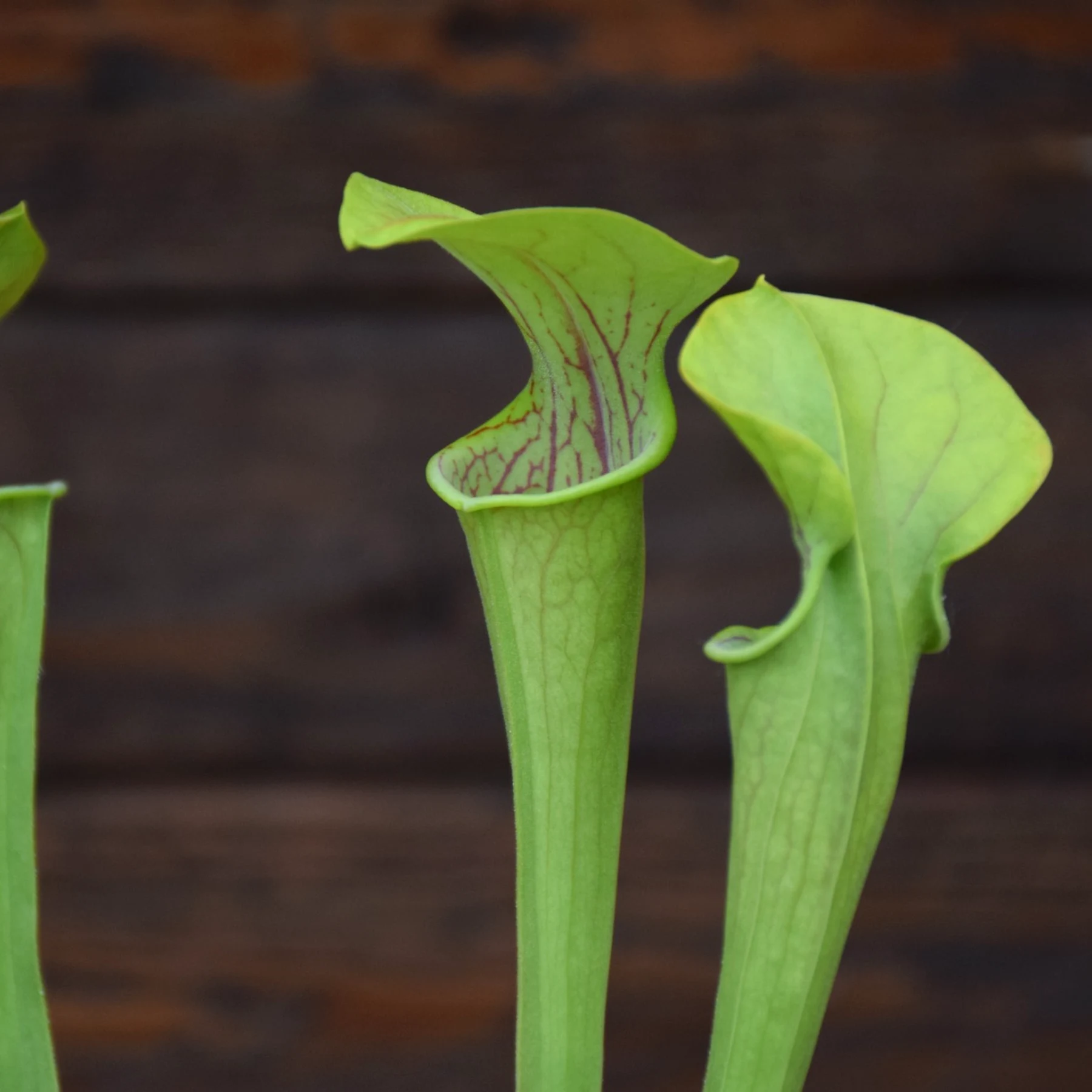 Sarracenia oreophila "Pink lip" - SOR 5 CK