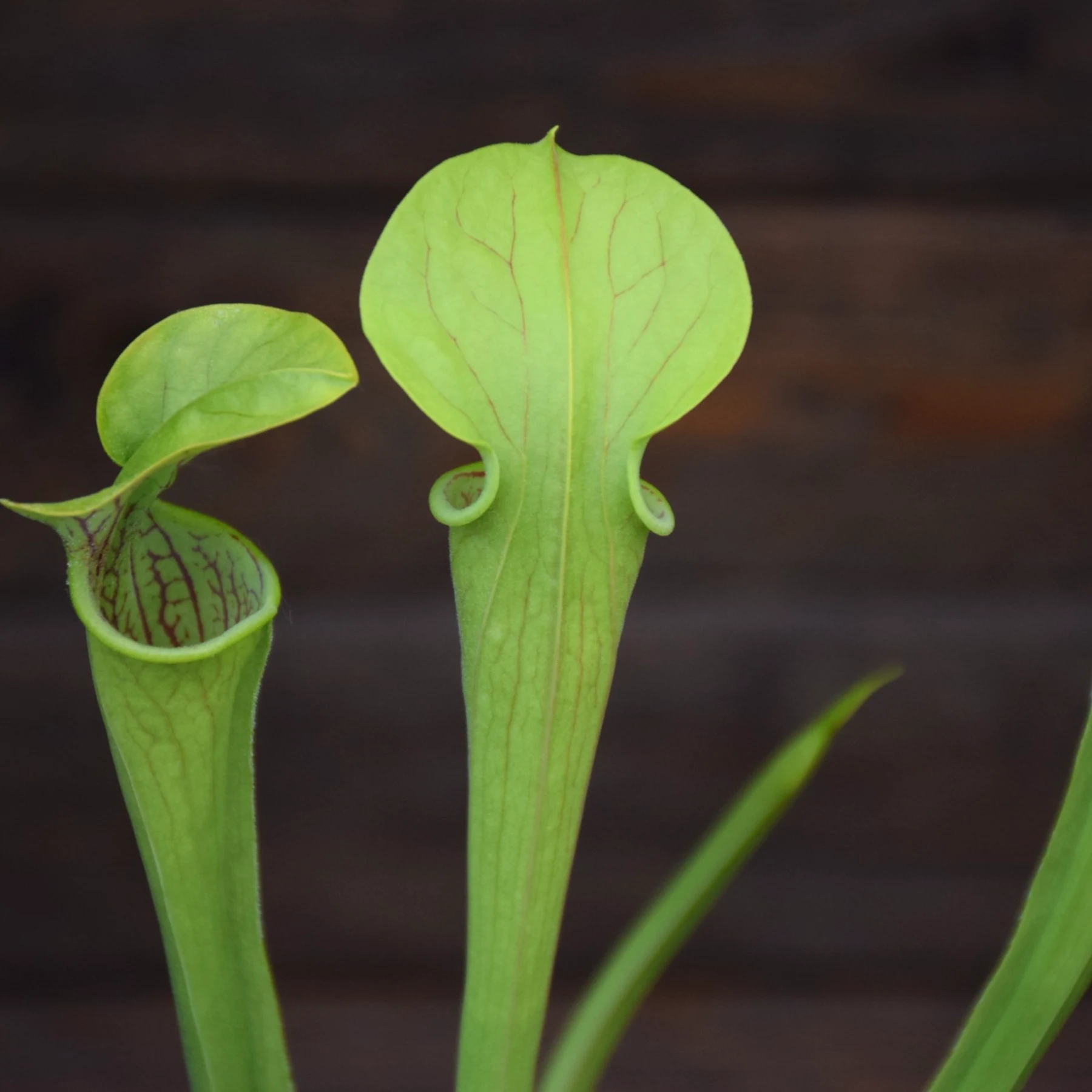 Sarracenia oreophila "Pink lip" - SOR 5 CK