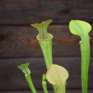 Sarracenia oreophila Typical form - from M. Brausse Germany