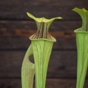 Sarracenia oreophila var. ornata sand mountain - O7 MK