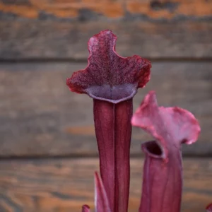 Sarracenia x "Thomas"