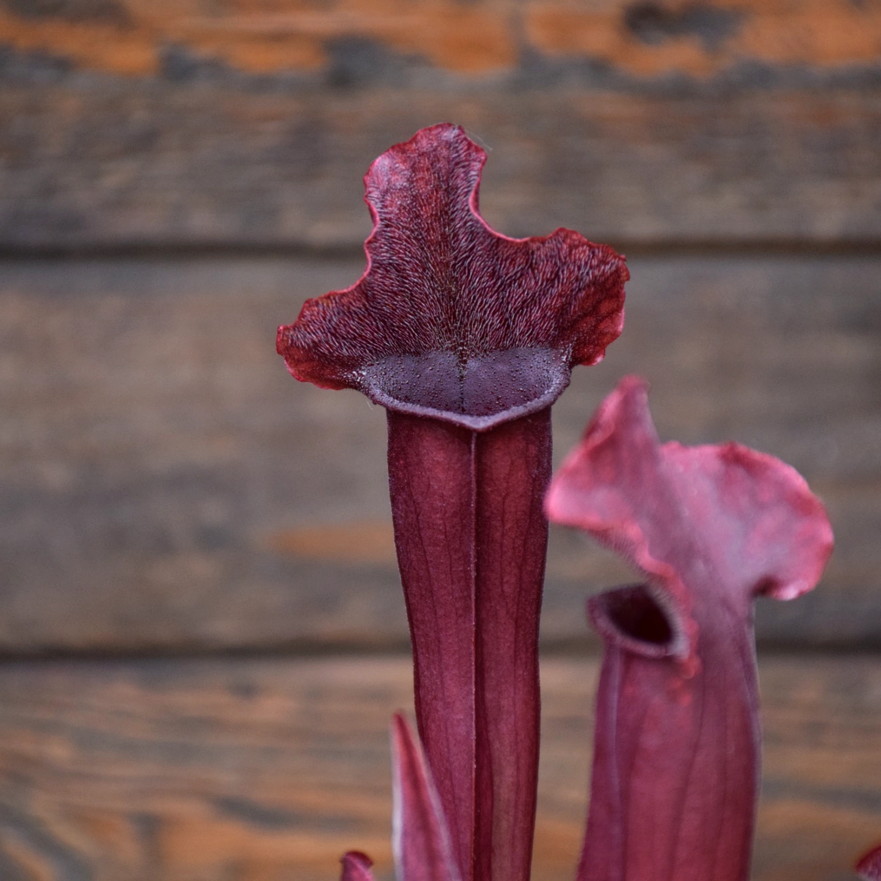 Sarracenia x "Thomas"