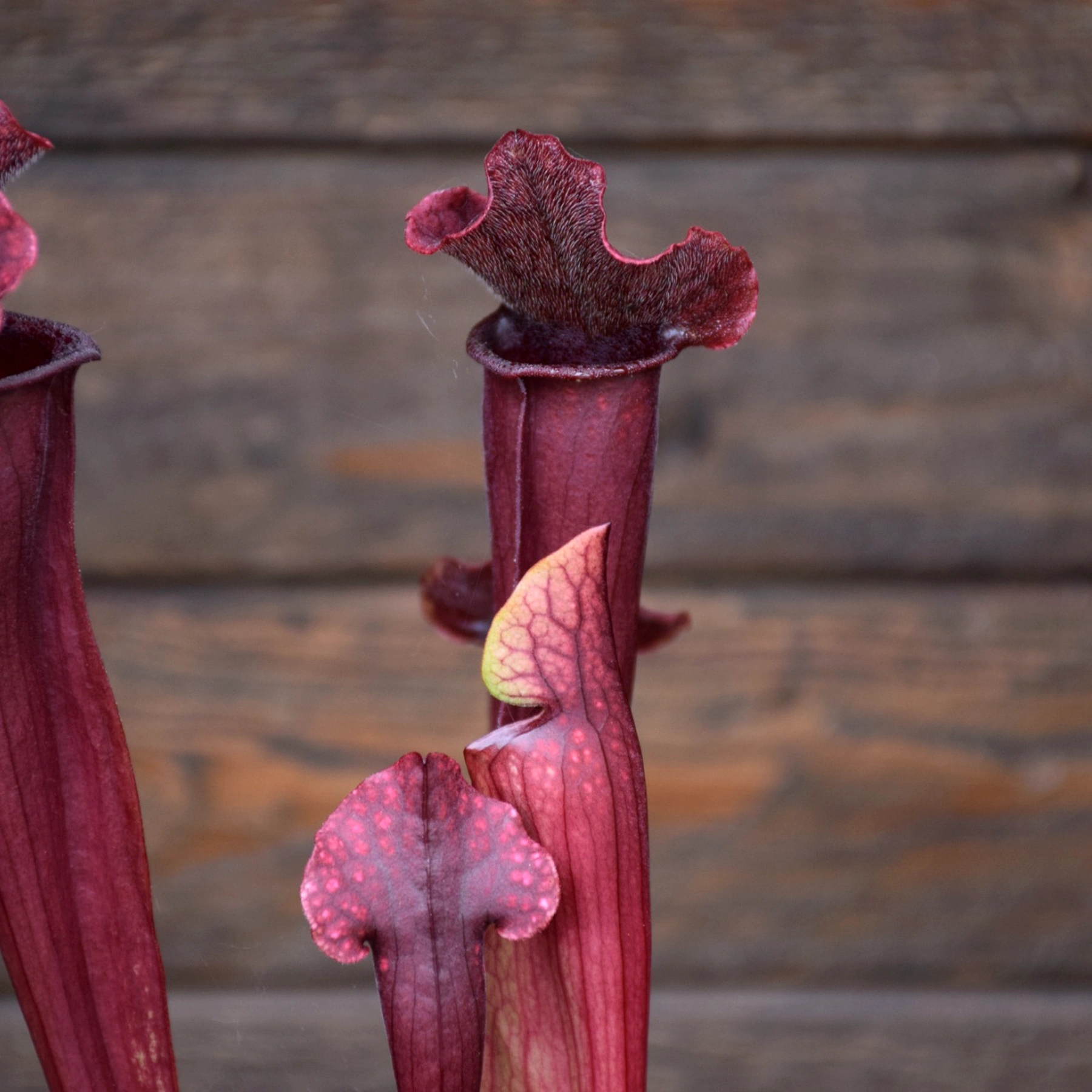 Sarracenia x "Thomas"