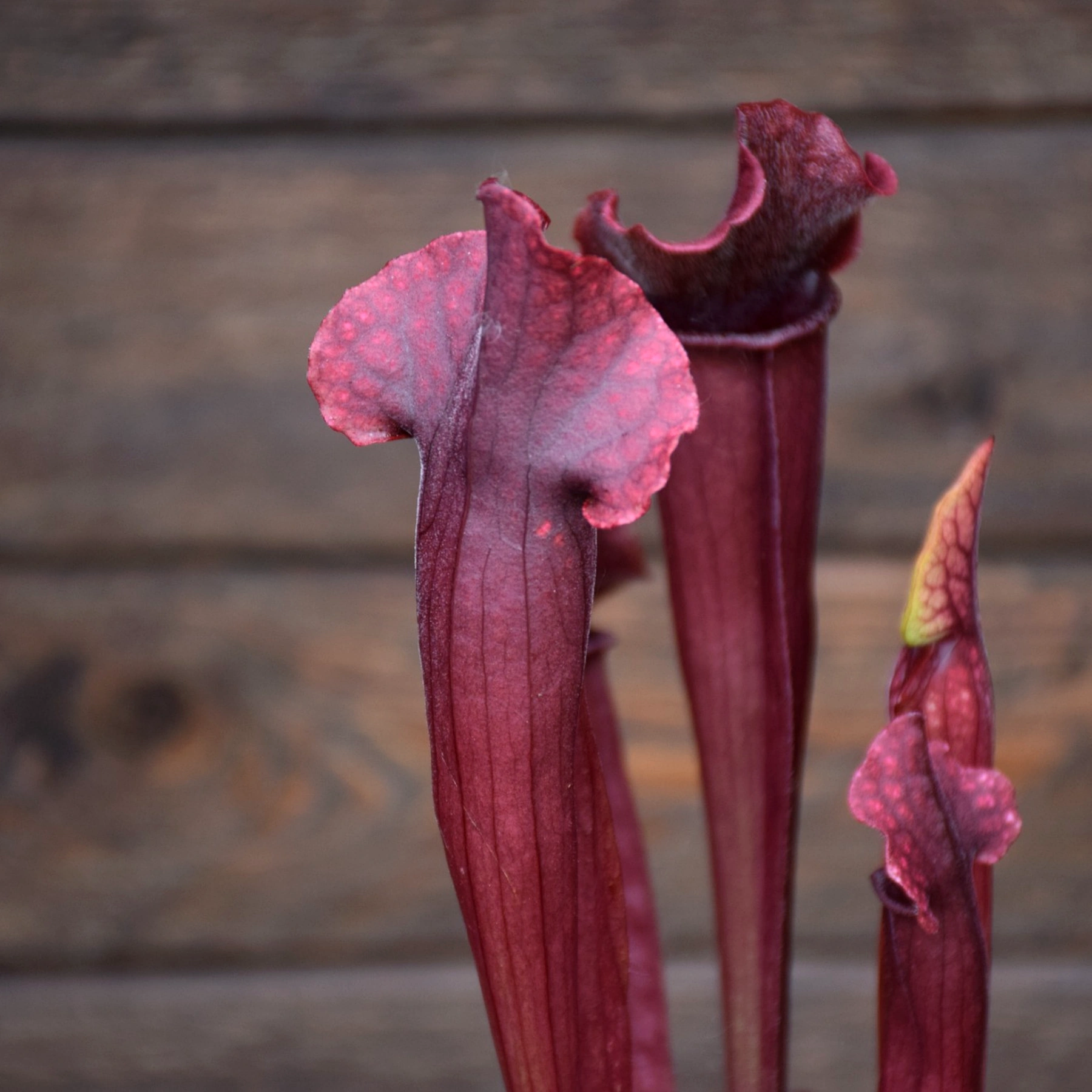 Sarracenia x "Thomas"