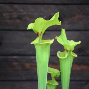 Sarracenia flava var. rugelii Milton Florida (ainsworth 97)