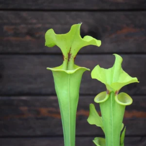 Sarracenia flava var. rugelii Milton Florida (ainsworth 97)