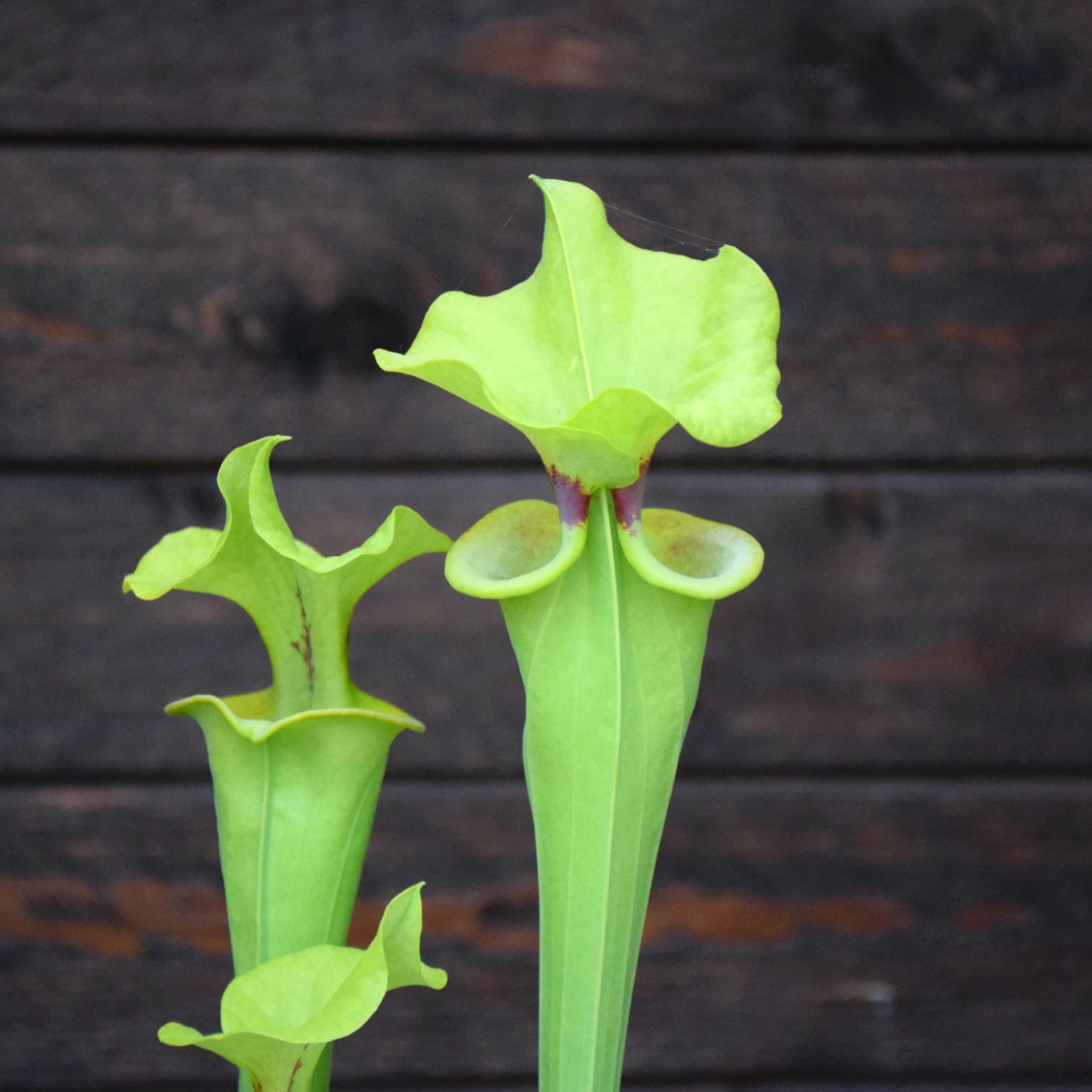 Sarracenia flava var. rugelii Milton Florida (ainsworth 97)
