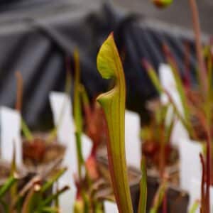 Sarracenia (var. atropurpurea "Carolinae" x var. cuprea 'Best Clone') Clone A