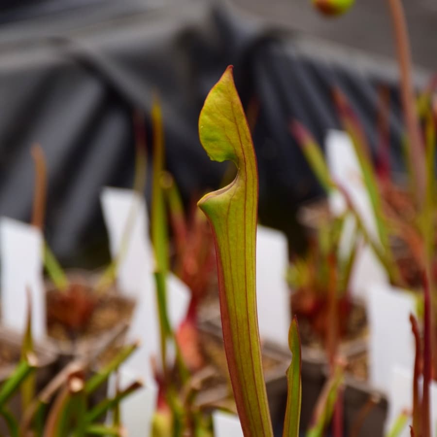 Sarracenia (var. atropurpurea "Carolinae" x var. cuprea 'Best Clone') Clone A