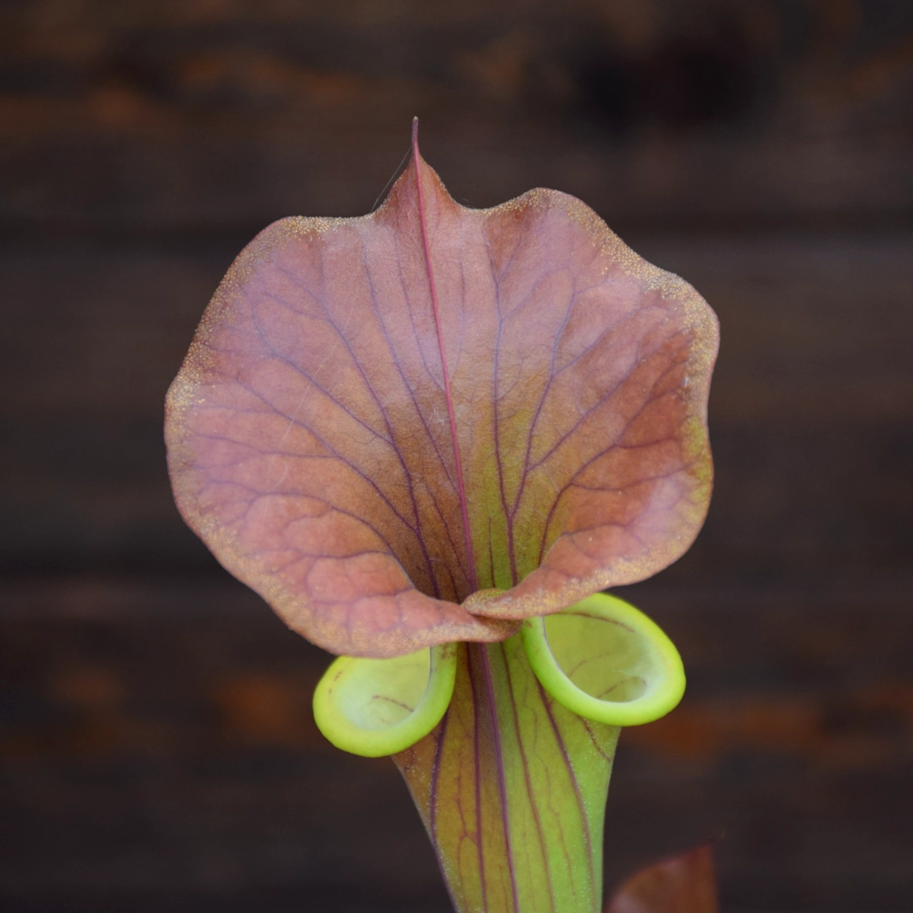 Sarracenia atropurpurea 'Carolinae' x var. cuprea 'Best clone'