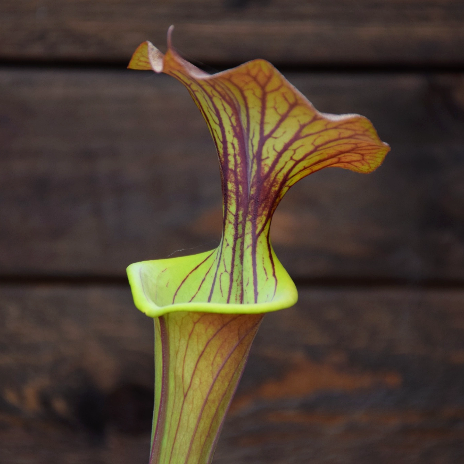 Sarracenia atropurpurea 'Carolinae' x var. cuprea 'Best clone'