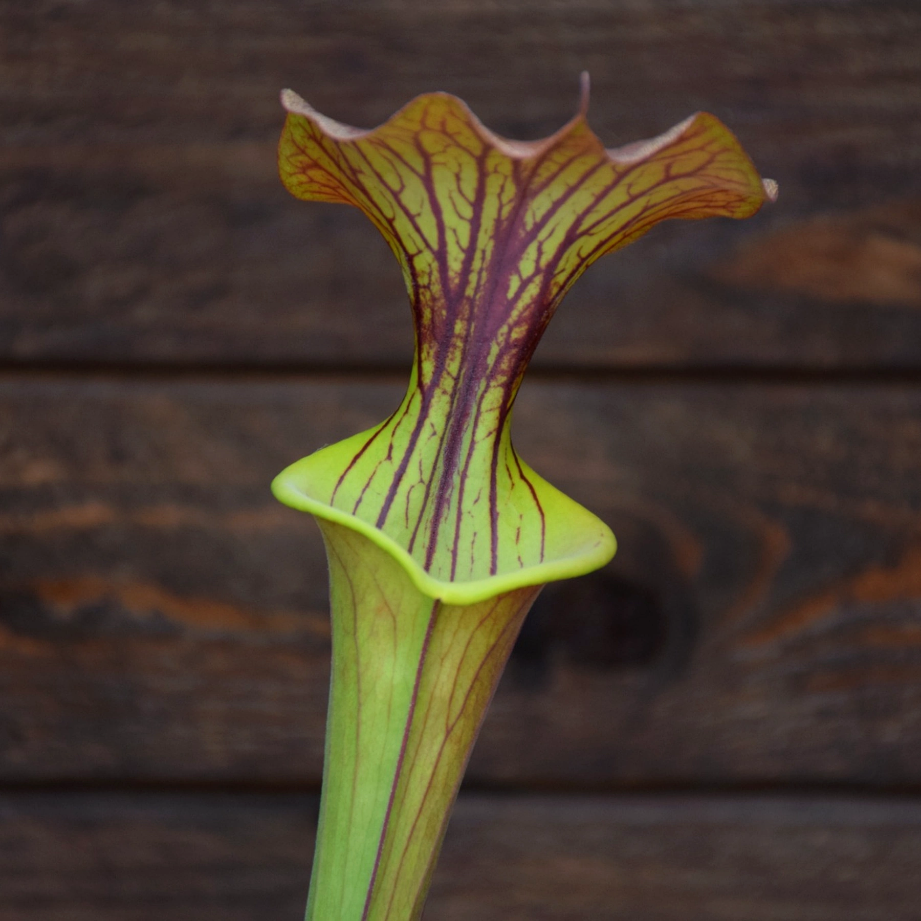 Sarracenia atropurpurea 'Carolinae' x var. cuprea 'Best clone'