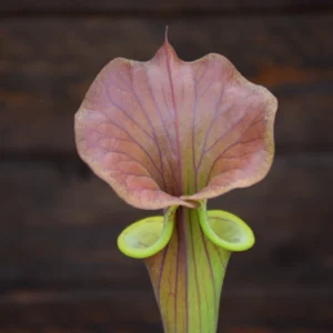 Sarracenia atropurpurea 'Carolinae' x var. cuprea 'Best clone'