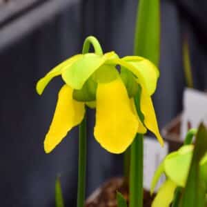 Sarracenia flava var. cuprea 'Extreme Bronze'