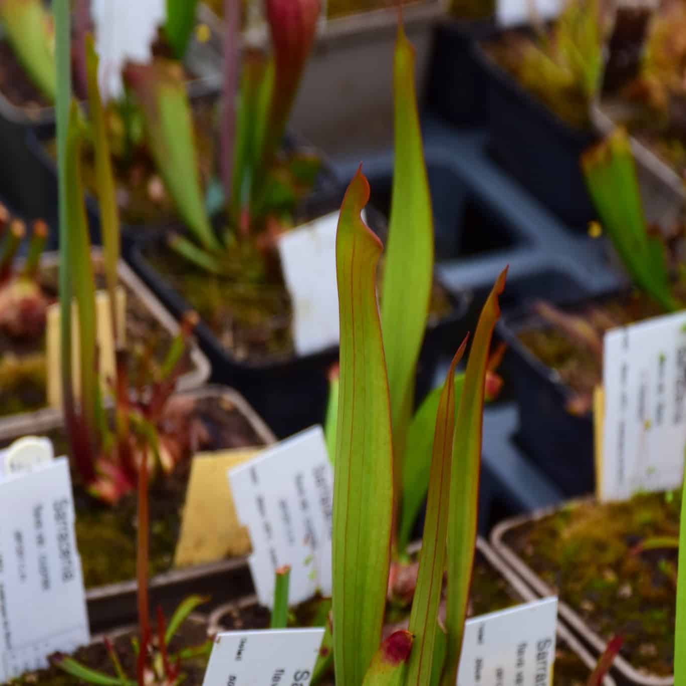 Sarracenia flava var. cuprea (SFC01 C.A)