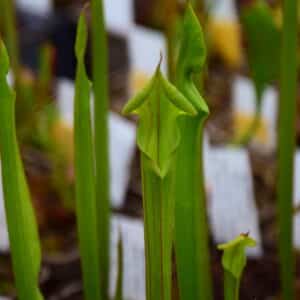 Sarracenia flava var. cuprea Copper top, heavy veined inside