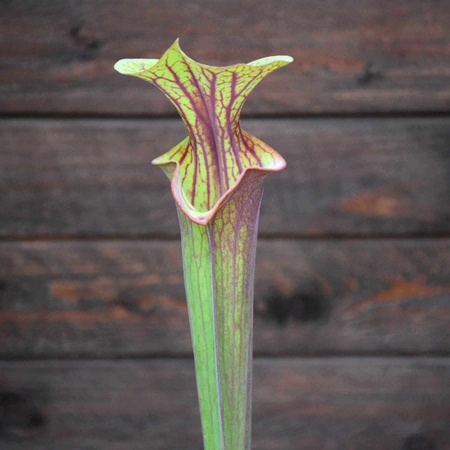Sarracenia flava var. atropurpurea F131A M. Srba