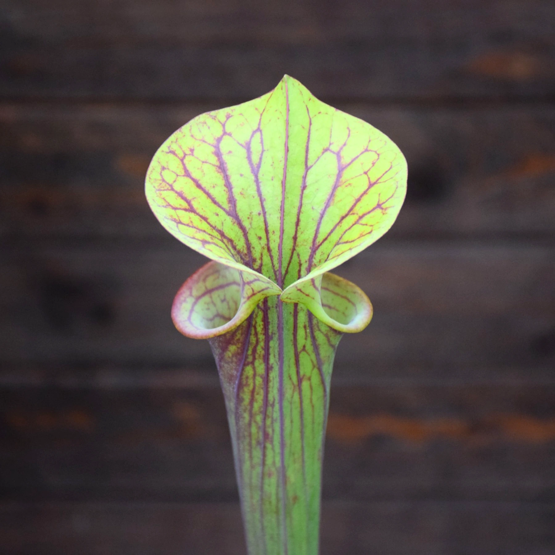 Sarracenia flava var. atropurpurea F131A M. Srba
