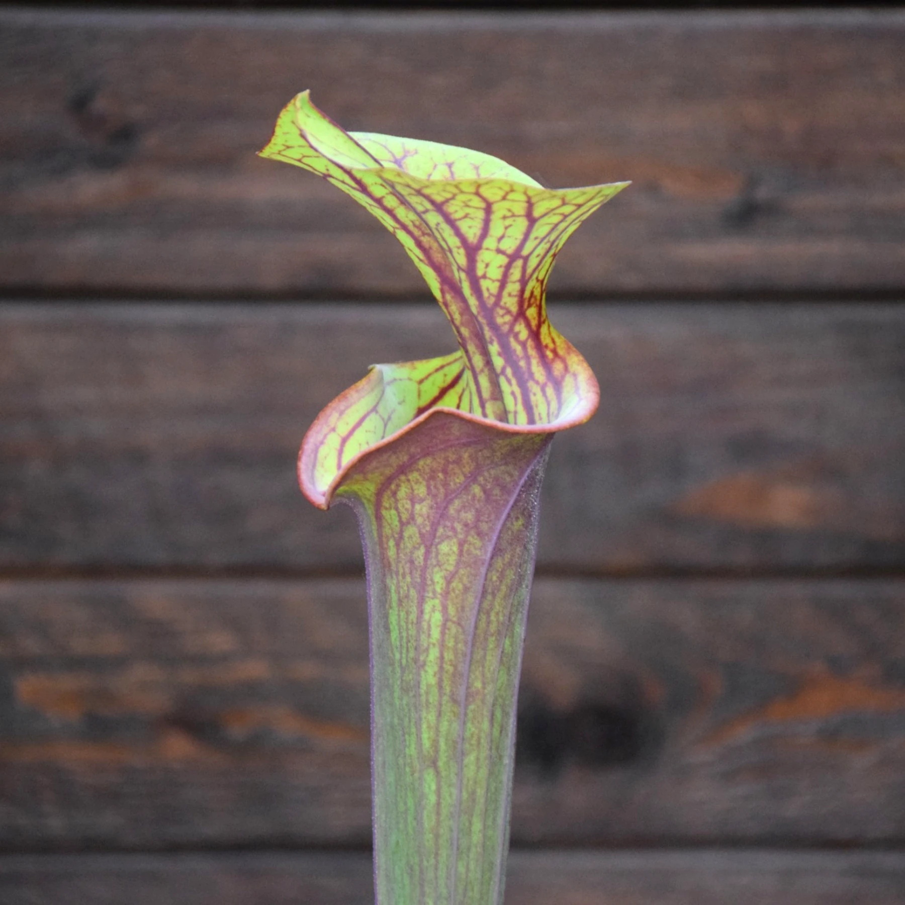 Sarracenia flava var. atropurpurea F131A M. Srba