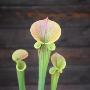 Sarracenia flava var. atropurpurea All red form blackwater river stage forest, FL - F27C MK