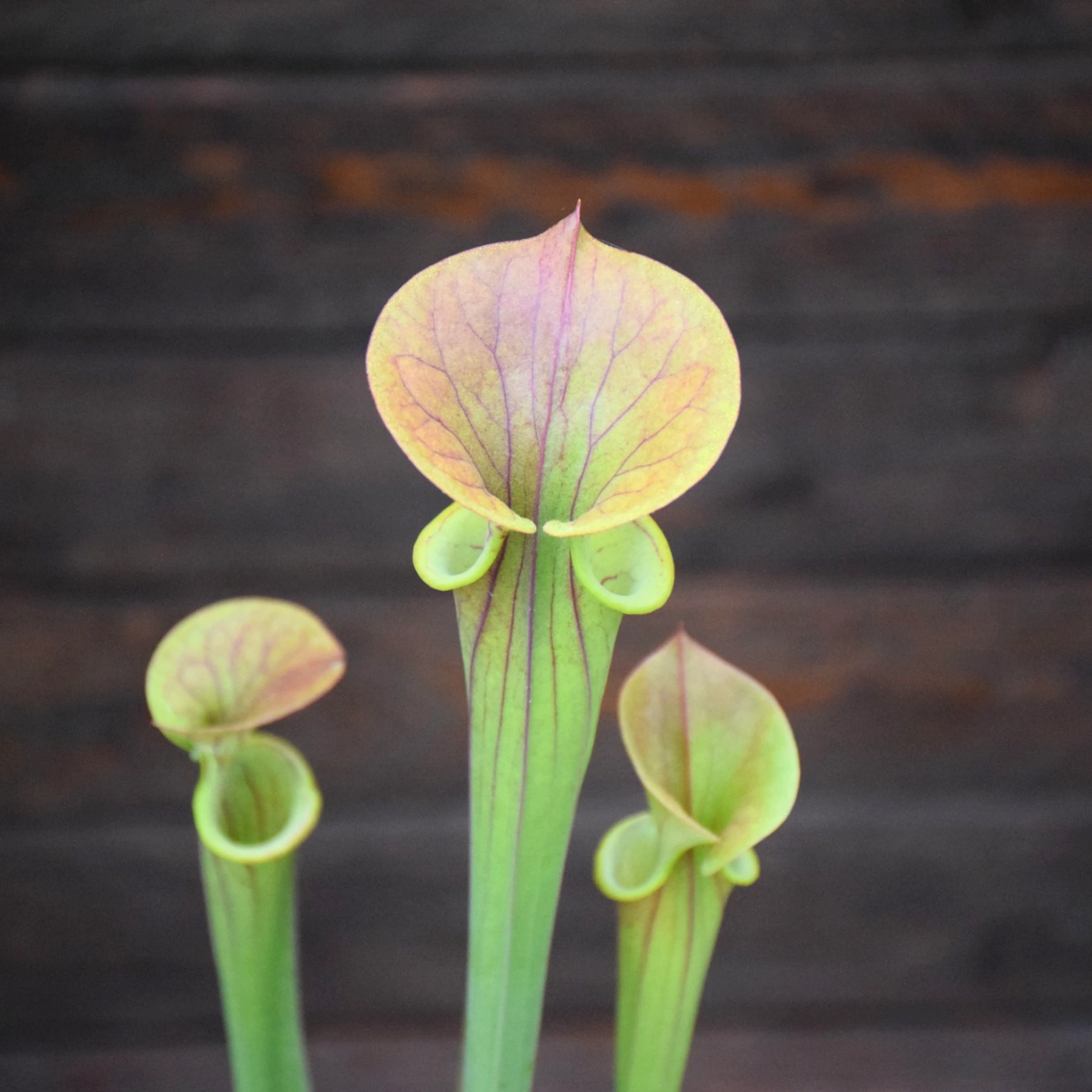 Sarracenia flava var. atropurpurea All red form blackwater river stage forest, FL - F27C MK
