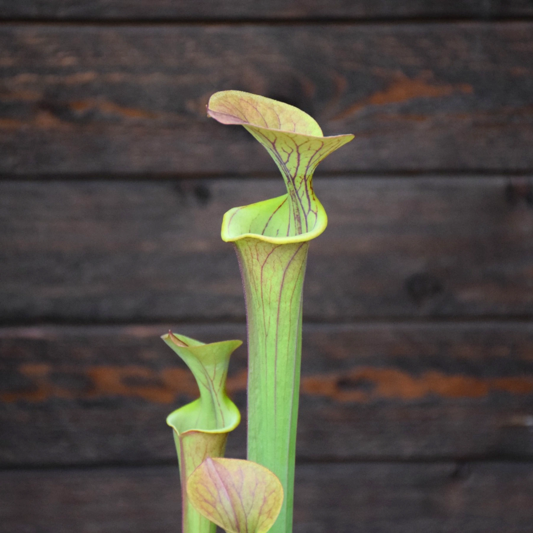 Sarracenia flava var. atropurpurea All red form blackwater river stage forest, FL - F27C MK