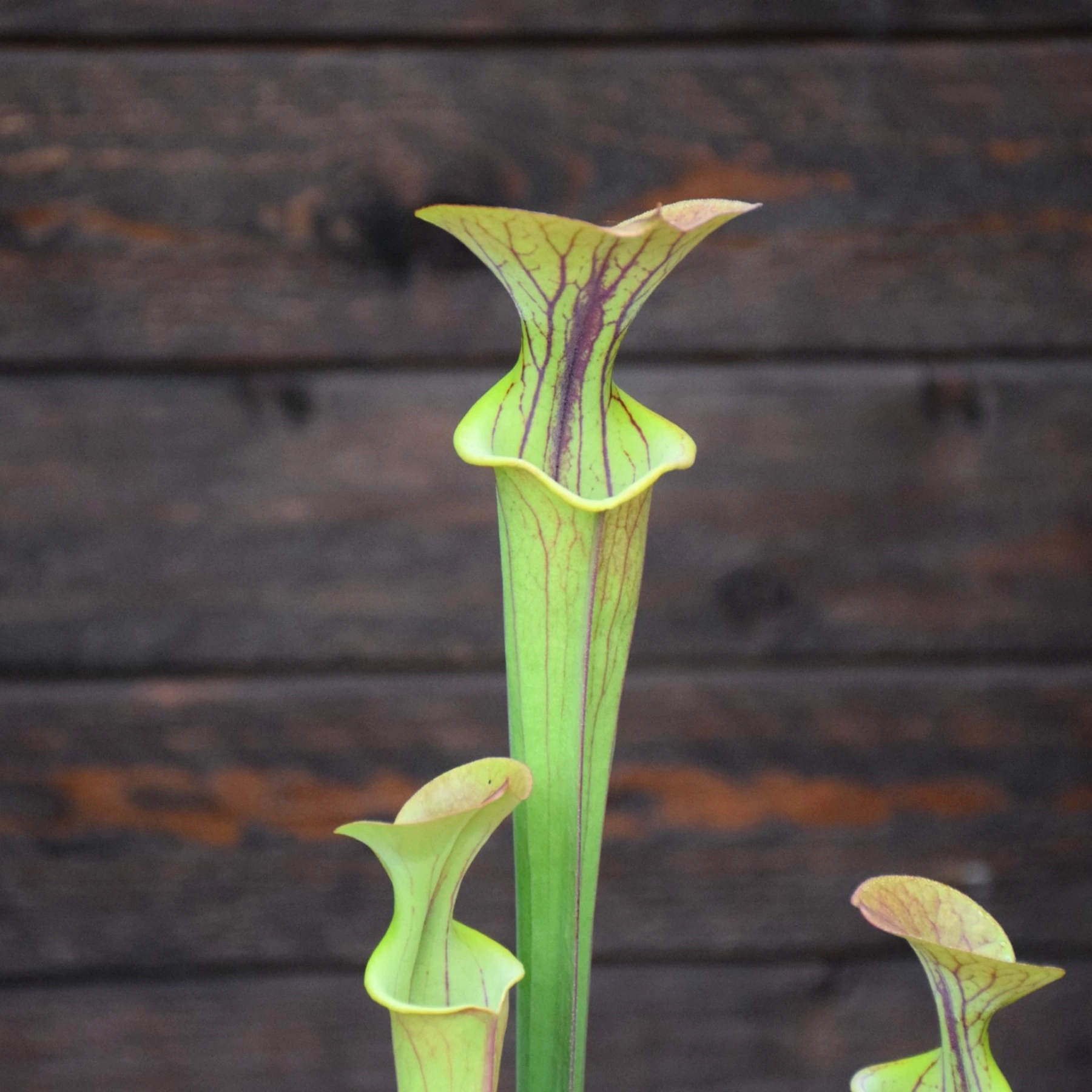 Sarracenia flava var. atropurpurea All red form blackwater river stage forest, FL - F27C MK