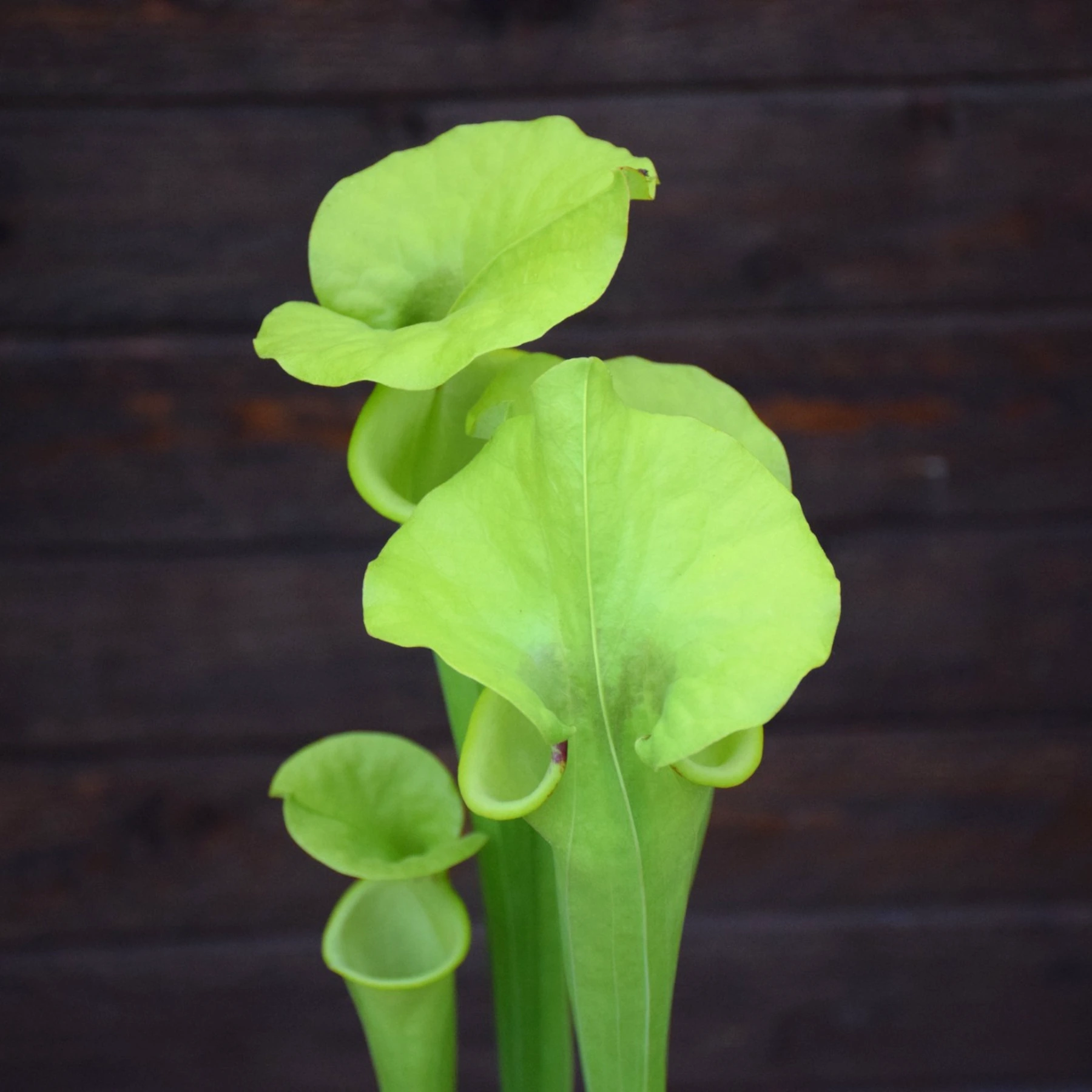 Sarracenia flava var. rugelii Milton, Florida, very large form, Pat Barnes, W - F59 MK