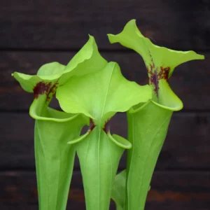 Sarracenia flava var. rugelii Milton, Florida, very large form, Pat Barnes, W - F59 MK