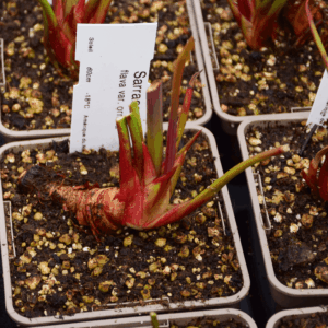Sarracenia flava var. ornata