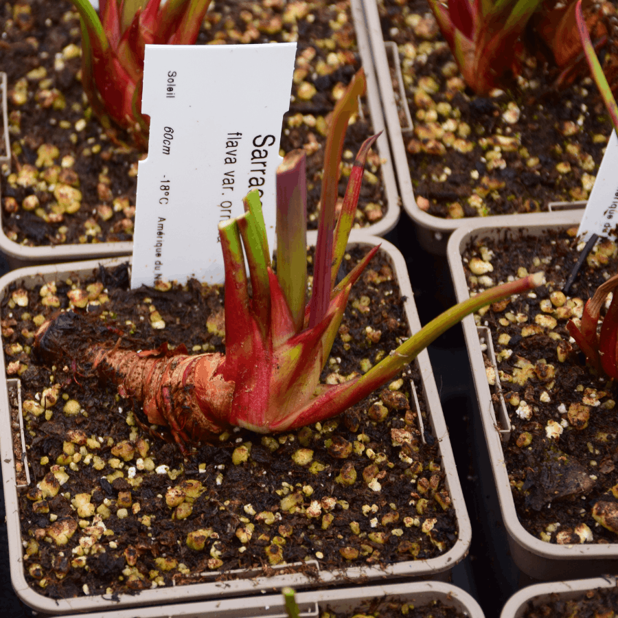Sarracenia flava var. ornata