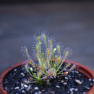 Drosera intermedia Anthocianin Free (AF)
